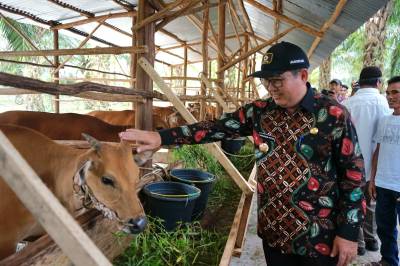 Perguliran Bantuan Sapi 2026, Pemkab Beltim Dorong Kemandirian Peternak Rakyat