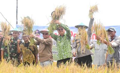 Panen Perdana Padi Nujau Hijau, Kamarudin Dorong Agrowisata dan Ketahanan Pangan